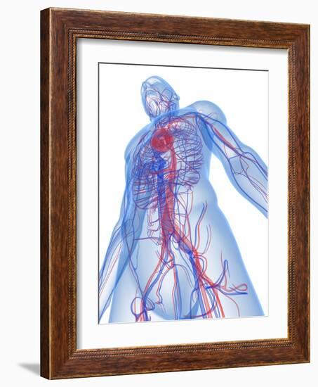 Cardiovascular System, Artwork-SCIEPRO-Framed Photographic Print