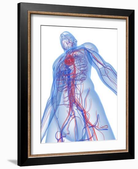 Cardiovascular System, Artwork-SCIEPRO-Framed Photographic Print