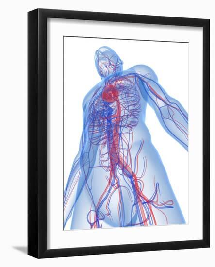 Cardiovascular System, Artwork-SCIEPRO-Framed Photographic Print