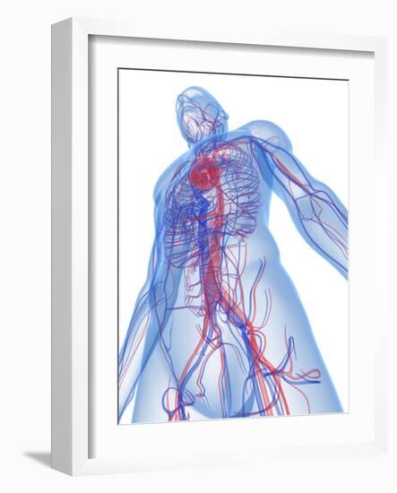 Cardiovascular System, Artwork-SCIEPRO-Framed Photographic Print