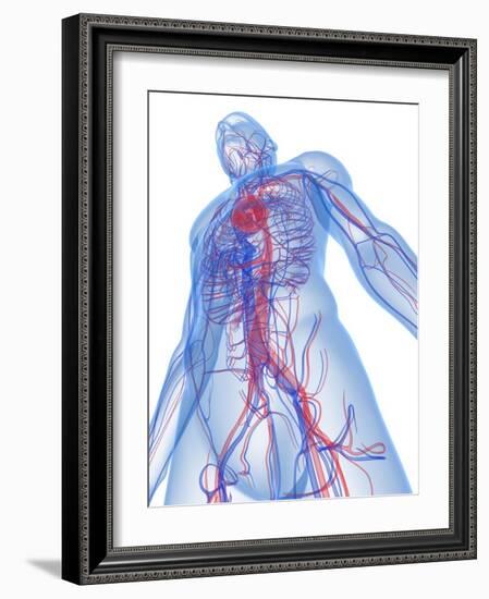 Cardiovascular System, Artwork-SCIEPRO-Framed Photographic Print