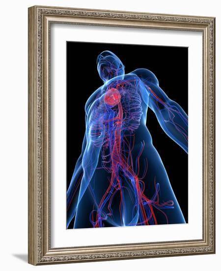 Cardiovascular System, Artwork-SCIEPRO-Framed Photographic Print