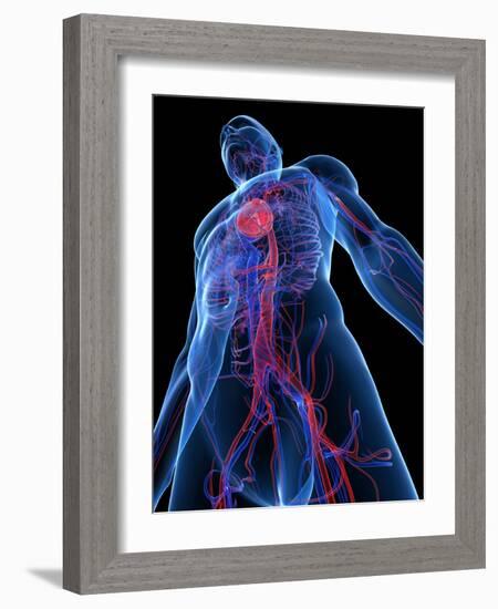 Cardiovascular System, Artwork-SCIEPRO-Framed Photographic Print