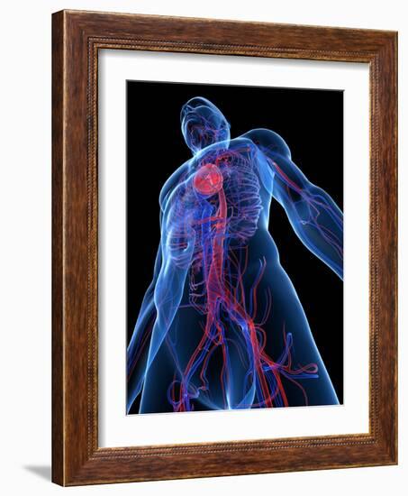 Cardiovascular System, Artwork-SCIEPRO-Framed Photographic Print