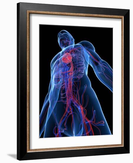 Cardiovascular System, Artwork-SCIEPRO-Framed Photographic Print