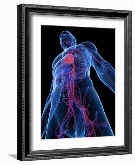 Cardiovascular System, Artwork-SCIEPRO-Framed Photographic Print