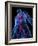 Cardiovascular System, Artwork-SCIEPRO-Framed Photographic Print