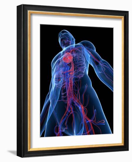 Cardiovascular System, Artwork-SCIEPRO-Framed Photographic Print