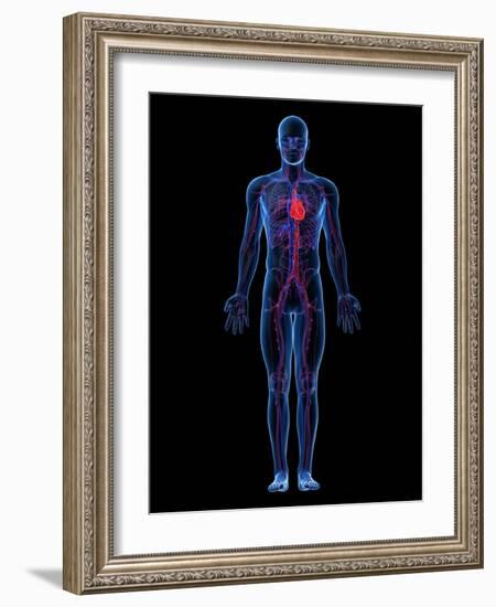 Cardiovascular System, Artwork-SCIEPRO-Framed Photographic Print