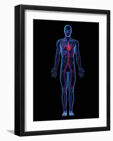 Cardiovascular System, Artwork-SCIEPRO-Framed Photographic Print