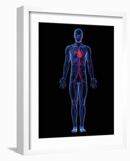 Cardiovascular System, Artwork-SCIEPRO-Framed Photographic Print