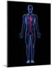 Cardiovascular System, Artwork-SCIEPRO-Mounted Photographic Print