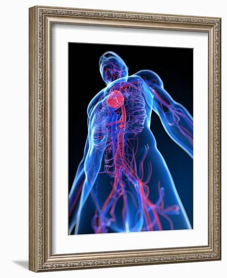 Cardiovascular System, Artwork-SCIEPRO-Framed Photographic Print