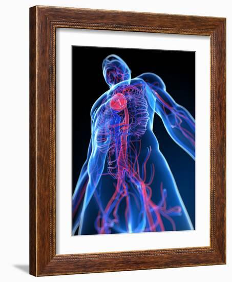 Cardiovascular System, Artwork-SCIEPRO-Framed Photographic Print