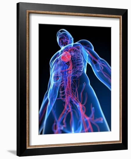 Cardiovascular System, Artwork-SCIEPRO-Framed Photographic Print