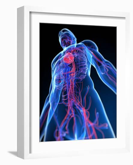 Cardiovascular System, Artwork-SCIEPRO-Framed Photographic Print