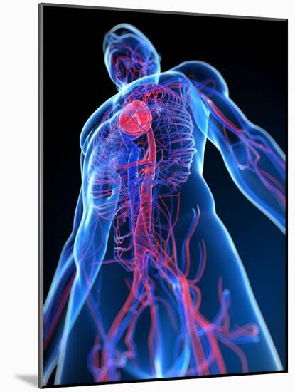 Cardiovascular System, Artwork-SCIEPRO-Mounted Photographic Print