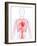 Cardiovascular System, Artwork-SCIEPRO-Framed Photographic Print