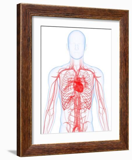 Cardiovascular System, Artwork-SCIEPRO-Framed Photographic Print