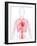 Cardiovascular System, Artwork-SCIEPRO-Framed Photographic Print