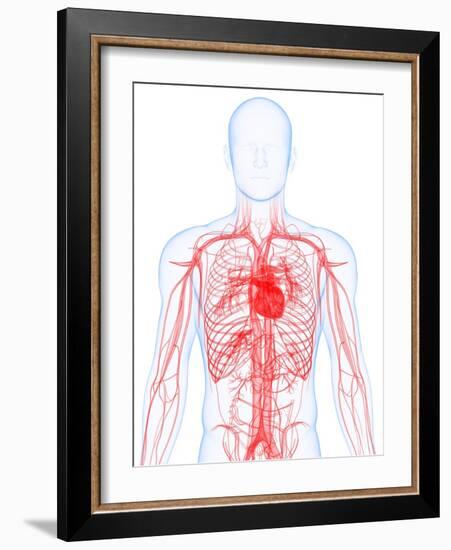 Cardiovascular System, Artwork-SCIEPRO-Framed Photographic Print