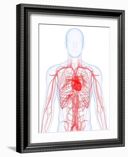 Cardiovascular System, Artwork-SCIEPRO-Framed Photographic Print