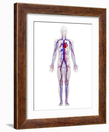 Cardiovascular System, Artwork-SCIEPRO-Framed Photographic Print