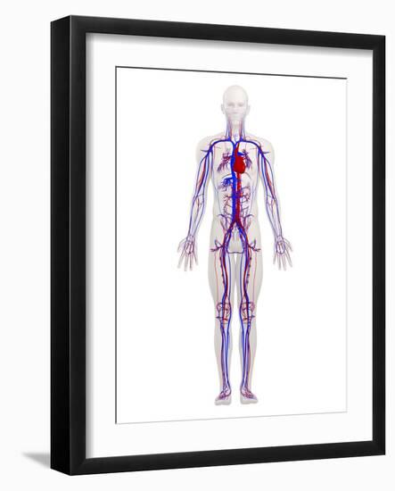 Cardiovascular System, Artwork-SCIEPRO-Framed Photographic Print