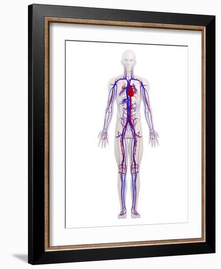 Cardiovascular System, Artwork-SCIEPRO-Framed Photographic Print