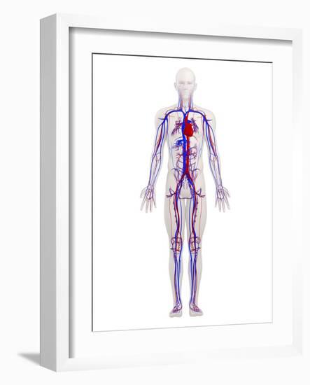 Cardiovascular System, Artwork-SCIEPRO-Framed Photographic Print