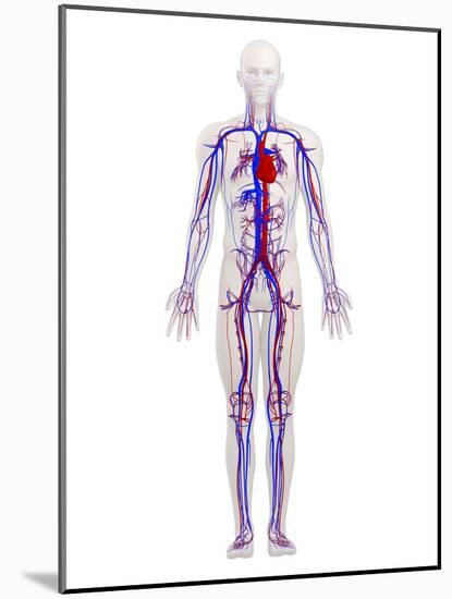 Cardiovascular System, Artwork-SCIEPRO-Mounted Photographic Print