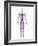 Cardiovascular System, Artwork-SCIEPRO-Framed Photographic Print