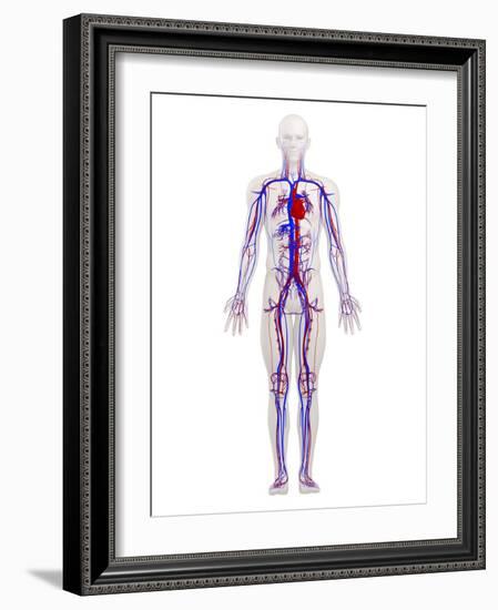 Cardiovascular System, Artwork-SCIEPRO-Framed Photographic Print