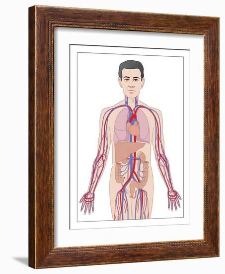 Cardiovascular System, Artwork-Peter Gardiner-Framed Photographic Print