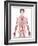 Cardiovascular System, Artwork-Peter Gardiner-Framed Photographic Print