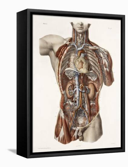 Cardiovascular System, Historical Artwork-Science Photo Library-Framed Premier Image Canvas