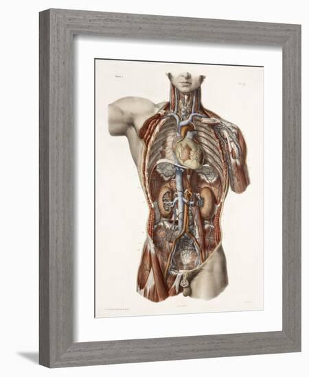 Cardiovascular System, Historical Artwork-Science Photo Library-Framed Photographic Print