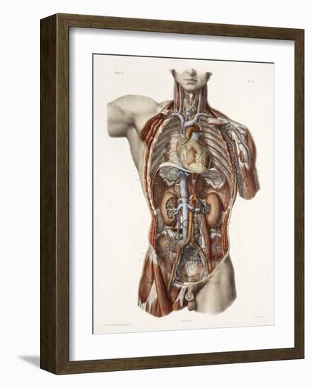 Cardiovascular System, Historical Artwork-Science Photo Library-Framed Photographic Print