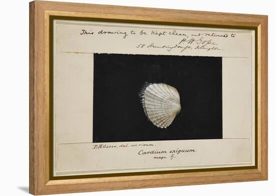 Cardium Exiguum: Angled Cockle-Philip Henry Gosse-Framed Premier Image Canvas