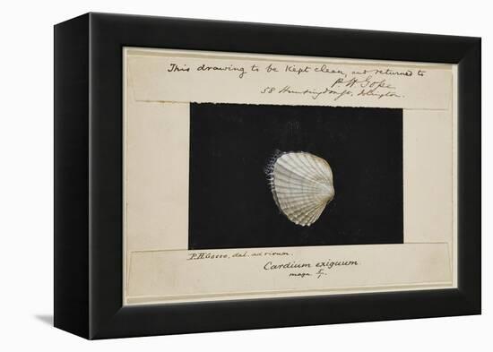 Cardium Exiguum: Angled Cockle-Philip Henry Gosse-Framed Premier Image Canvas