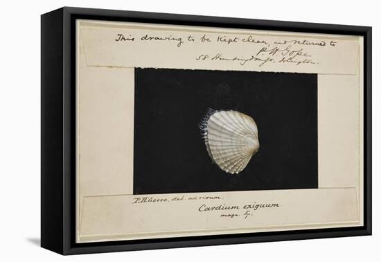 Cardium Exiguum: Angled Cockle-Philip Henry Gosse-Framed Premier Image Canvas