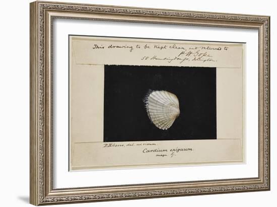 Cardium Exiguum: Angled Cockle-Philip Henry Gosse-Framed Giclee Print