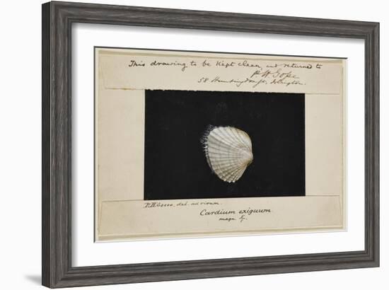 Cardium Exiguum: Angled Cockle-Philip Henry Gosse-Framed Giclee Print