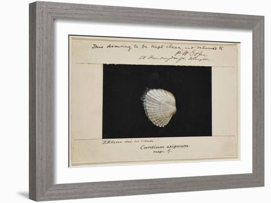 Cardium Exiguum: Angled Cockle-Philip Henry Gosse-Framed Giclee Print