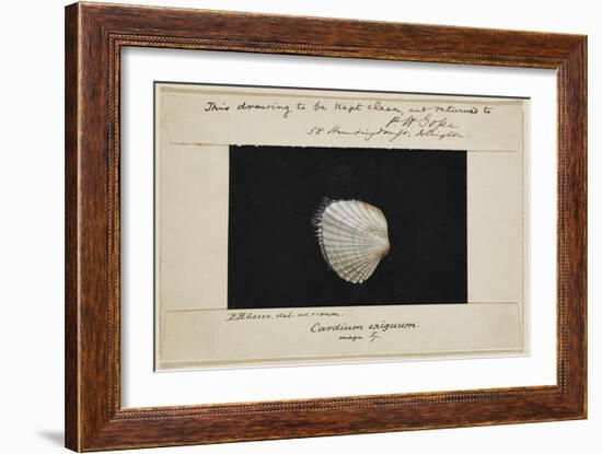 Cardium Exiguum: Angled Cockle-Philip Henry Gosse-Framed Giclee Print