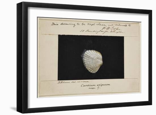 Cardium Exiguum: Angled Cockle-Philip Henry Gosse-Framed Giclee Print