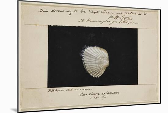 Cardium Exiguum: Angled Cockle-Philip Henry Gosse-Mounted Giclee Print