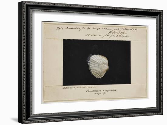 Cardium Exiguum: Angled Cockle-Philip Henry Gosse-Framed Giclee Print