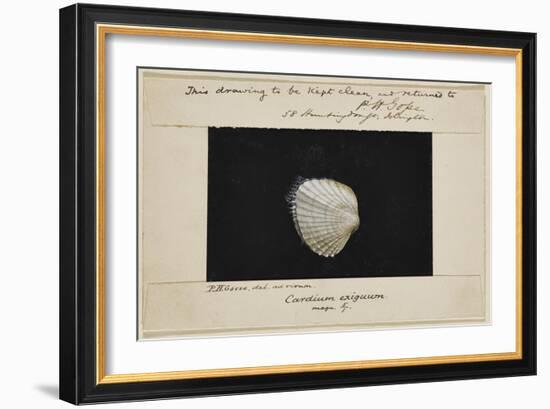 Cardium Exiguum: Angled Cockle-Philip Henry Gosse-Framed Giclee Print