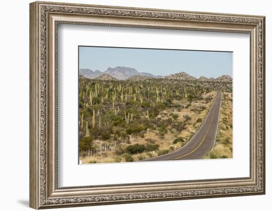 Cardon cacti by main road down Baja California, near Loreto, Mexico, North America-Tony Waltham-Framed Photographic Print